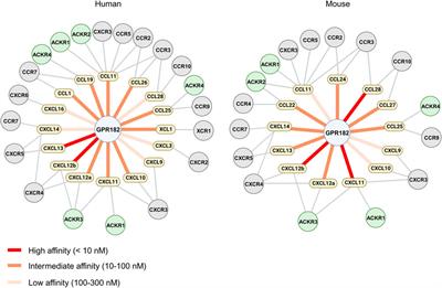 Large chemokine binding spectrum of human and mouse atypical chemokine receptor GPR182 (ACKR5)